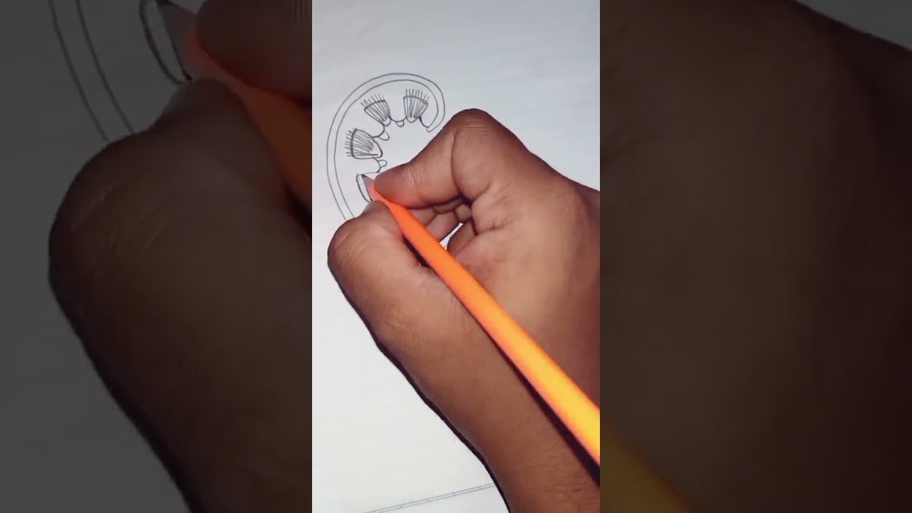 how to draw internal structure of kidney