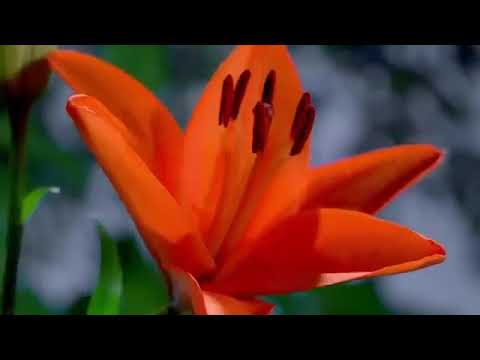 meditation music video/ nature at its best/ drone shots .
