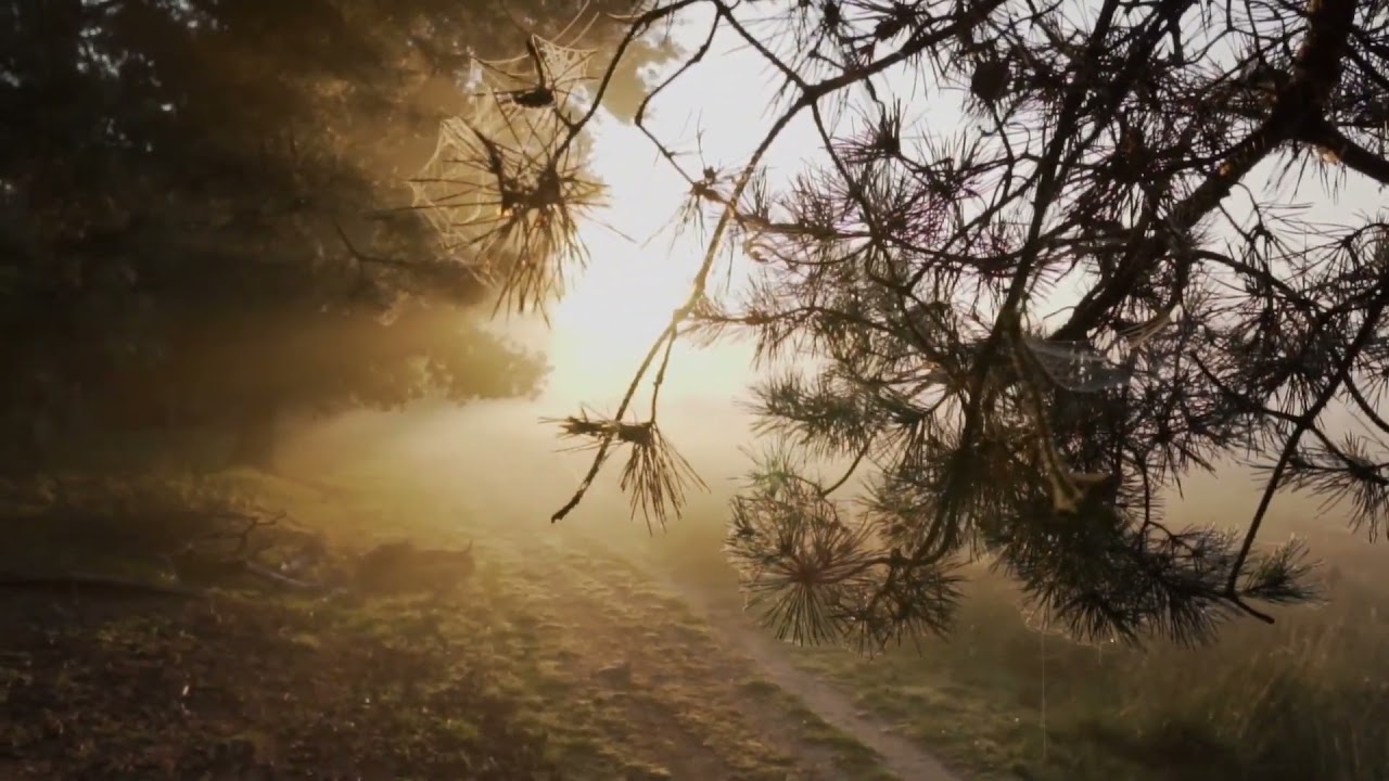 Morning   Sunrise   Nature   Drone   Free HD Videos   no copyright1080P HD-Icon Tube