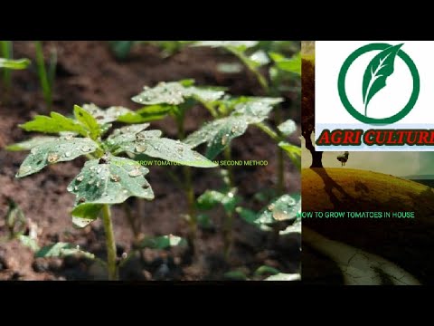 HOW TO GROW TOMATOES IN HOUSE 2nd method