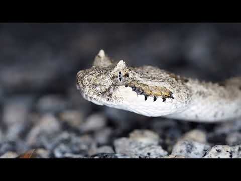 Most Beautiful snakes in the world