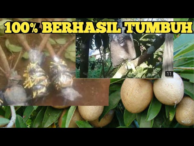 cara mencangkok pohon sawo