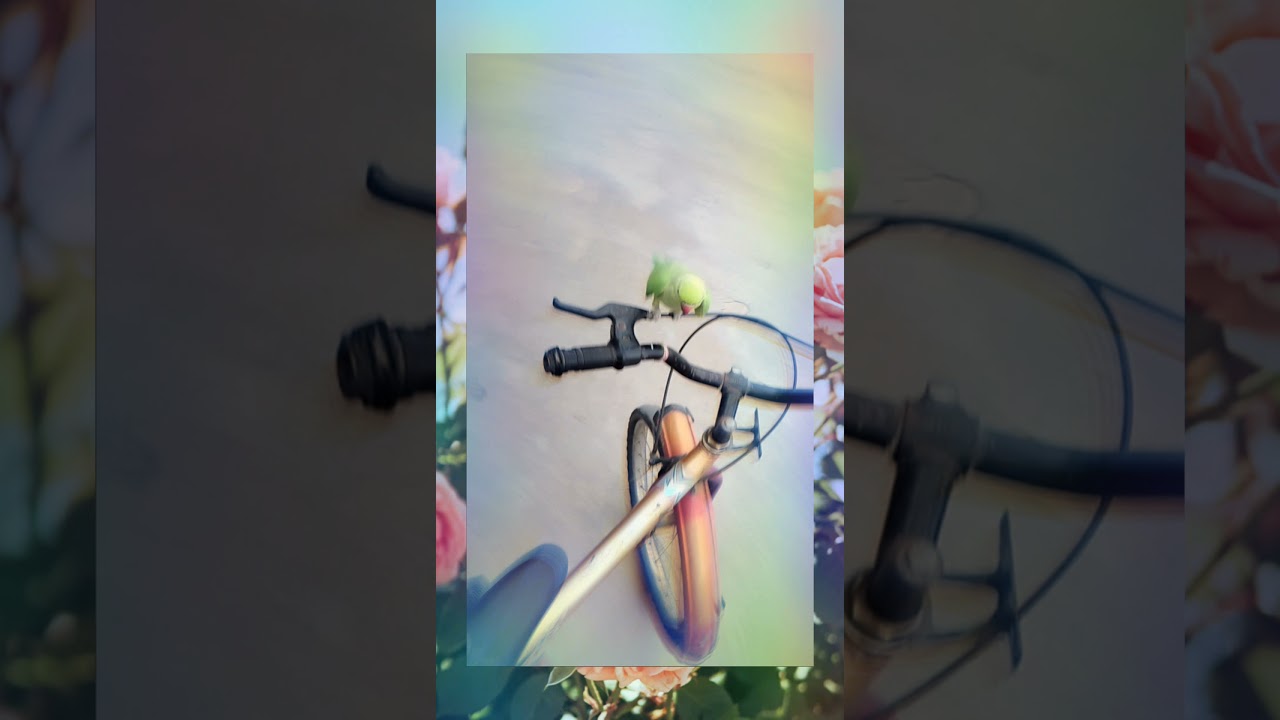Mitthu Parrot Enjoy Ride #shorts #petlover #sachetparanpara #parrotlover