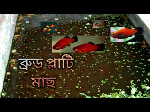 এতো প্লাটি মাছ তাও আবার সবগুলো ব্রুড #YouTube #Platy Fish