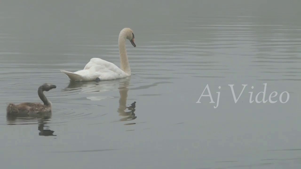 relaxing music world femous.