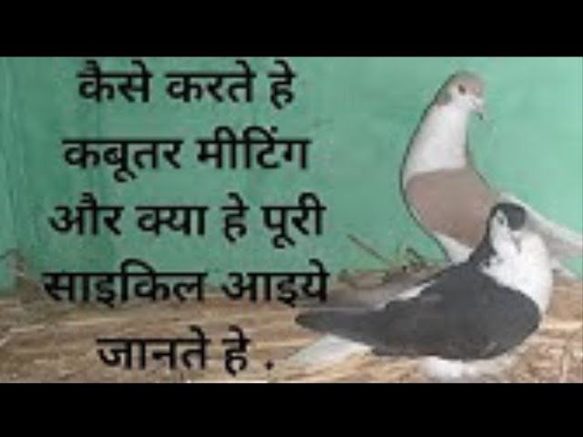Pigeon meeting| kabutar meeting ke kitne din baad anda deti hai| pigeon mating| kabutar meeting