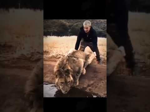 One Man || ?? ||  Bad Attitude || ? ||  Punga Lion Se || ? || WhatsApp Status ||#Short