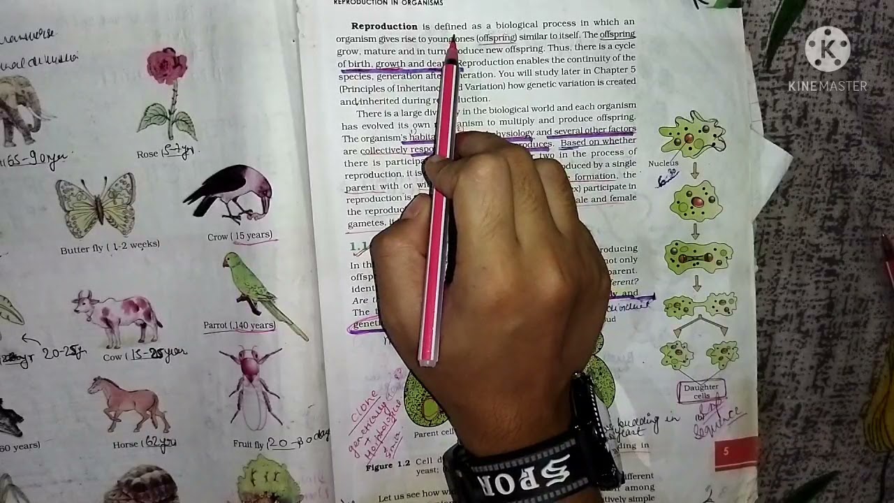 reproduction in organism. introduction#class 12th.biology.classes