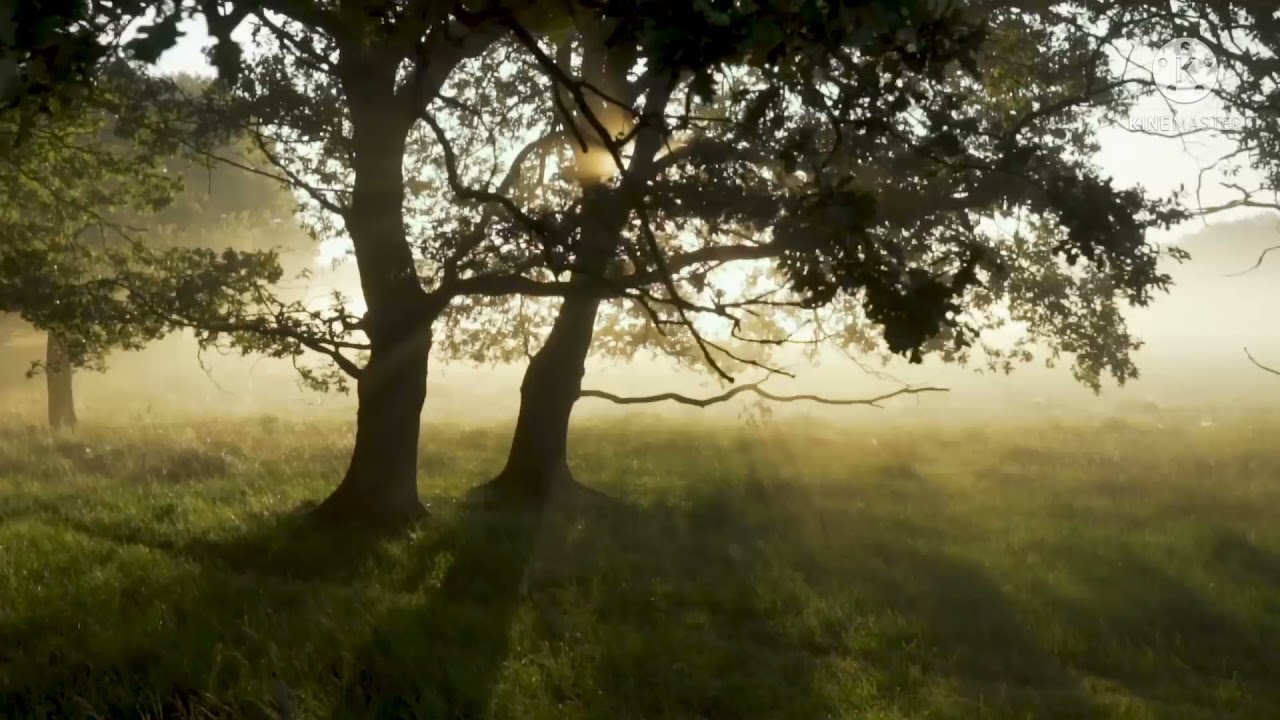 forest sunset view ?|nature beauty images 888 nature beauty caption 888 nature beauty 888