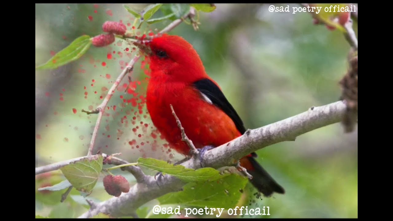 Un parindo ko qaid/@sad poetry official/#sad shayari/#newwhatsappvideos/#shortvideo /#sad poetry