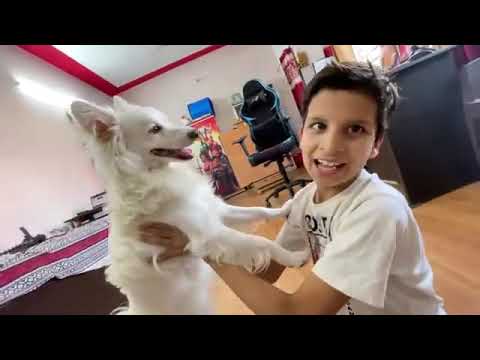 Fake Death Prank On My Dog ?
