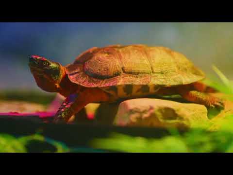 Cute Animals You've Never Seen Before - Including Wildlife!