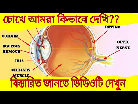 চোখে আমরা কিভাবে দেখি?  How do they say with our yes?