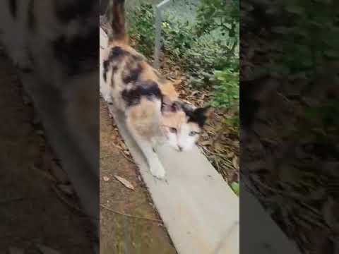Keep your Cat Happy & Healthy with a Great Garden - Green Spaces ..