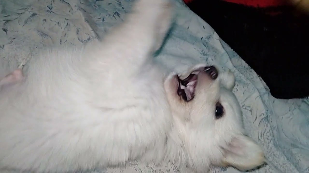 my cute puppy