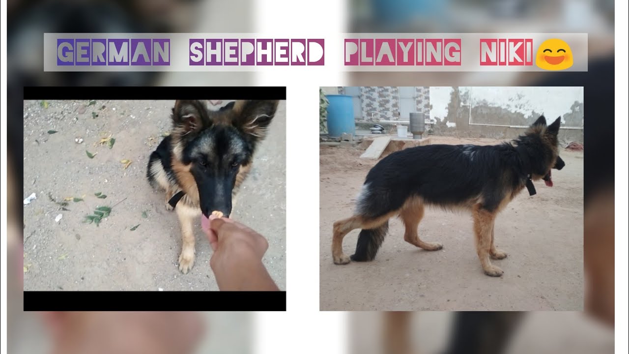 German shepherd evening playing (niki) mahi singh gsd vlogs