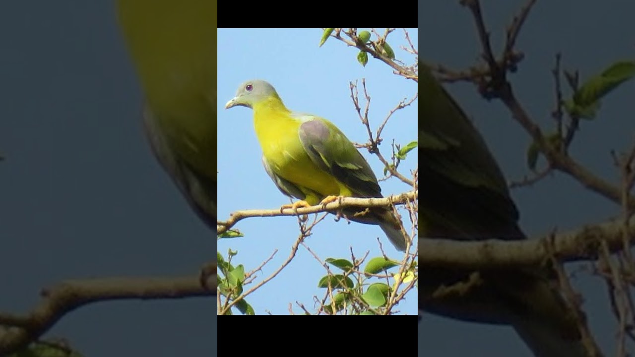 वह पक्षी जो कभी धरती पर पैर नहीं रखता #short #bird #subscribe