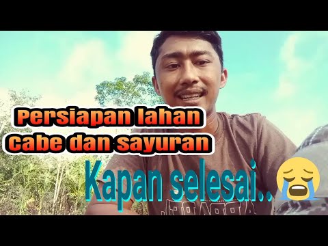 Persiapan Lahan Cabe  ||  Penyemprotan dan penerbasan