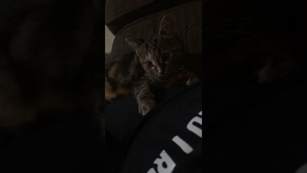 Talking to my cat she funny