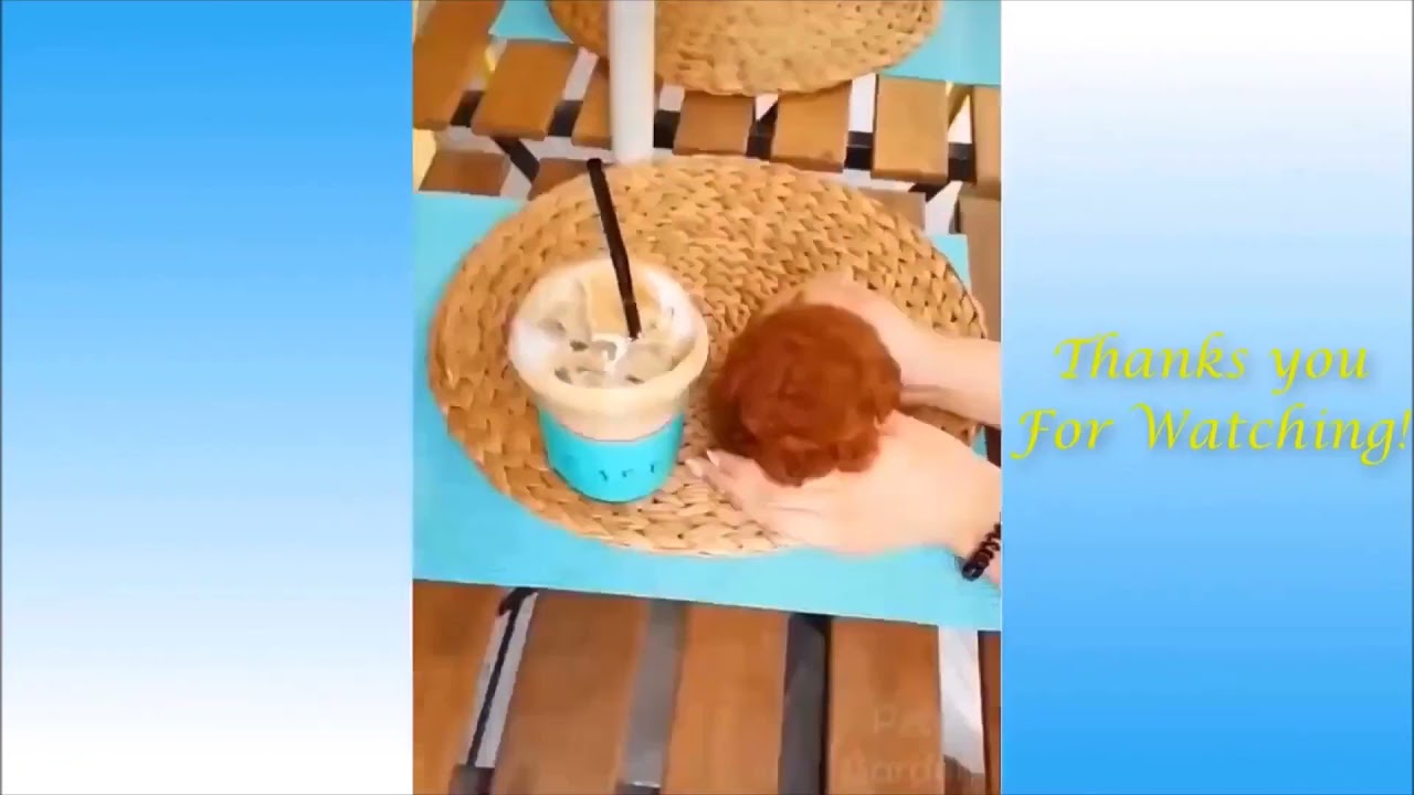 Cute Puppy and Cat videos ? so funny animals reaction ? Funny pets moments ?