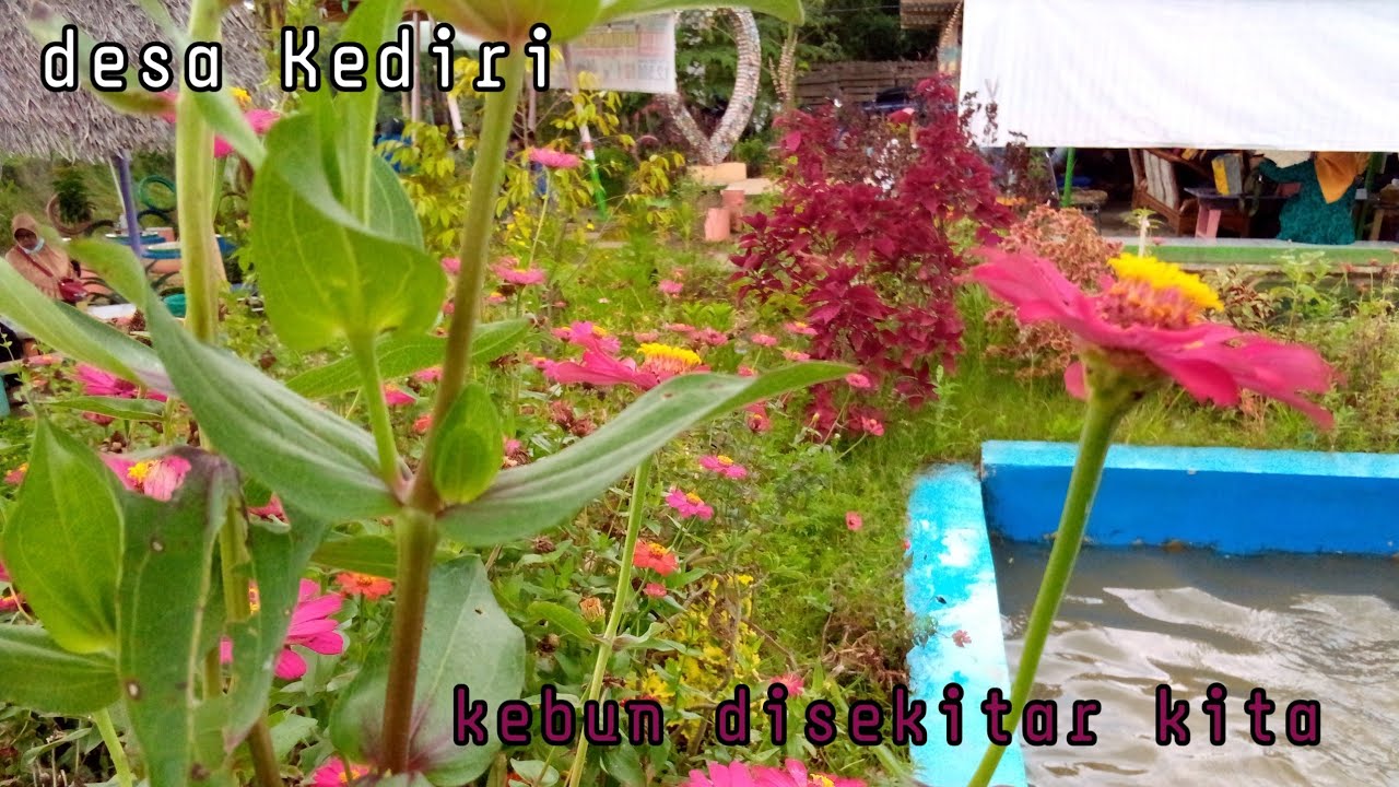 MELIHAT LEBIH JAUH DISEKITAR KITA, desa Kediri banyumas