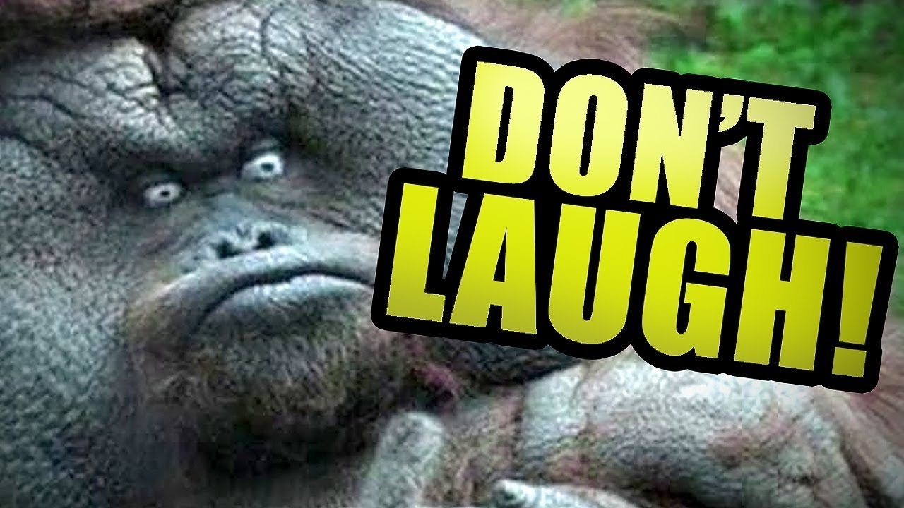 try not to laugf / who will win