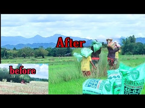 pag abono ng palay matapos e direct seeding after 1month buhay probinsya


#abono casero