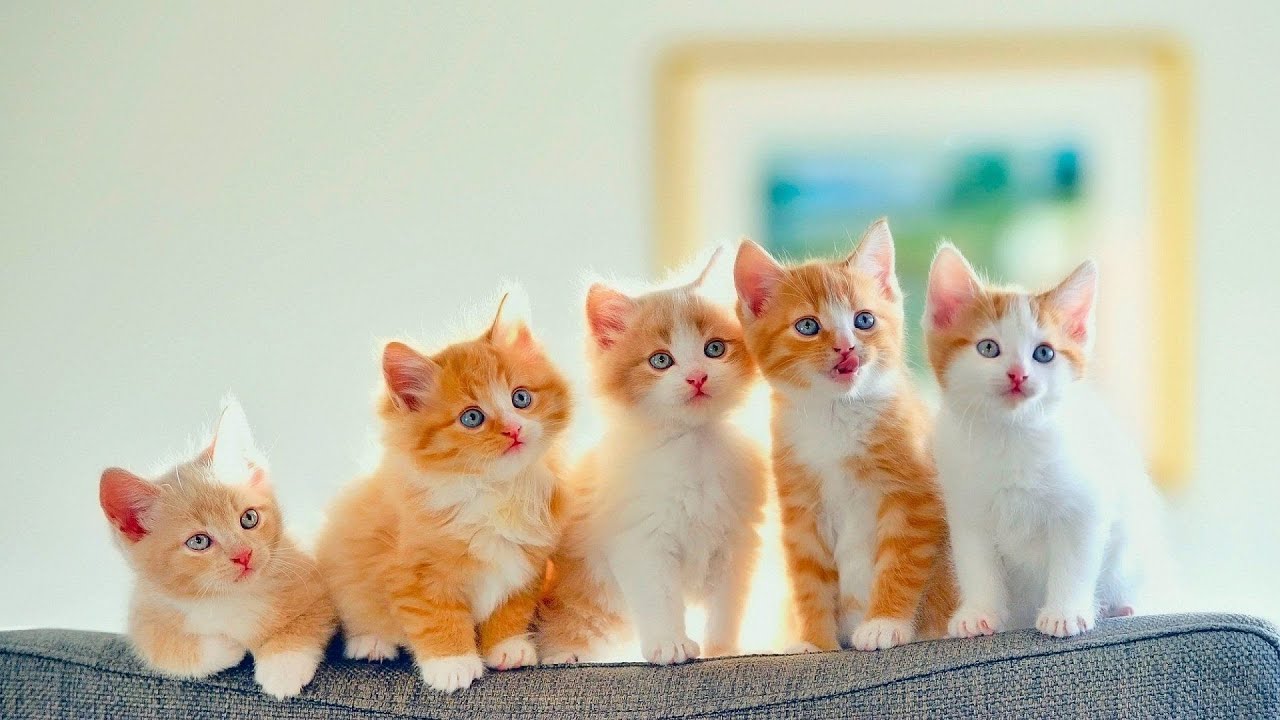 CUTE CATS Movie In HD