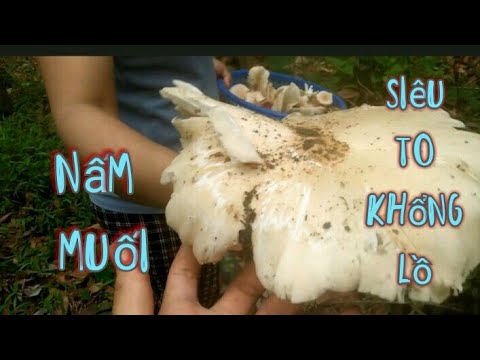Đi Nhổ Nấm Keo Gặp Nấm Muối Siêu To Khổng Lồ|Thảo Nhô Nhí