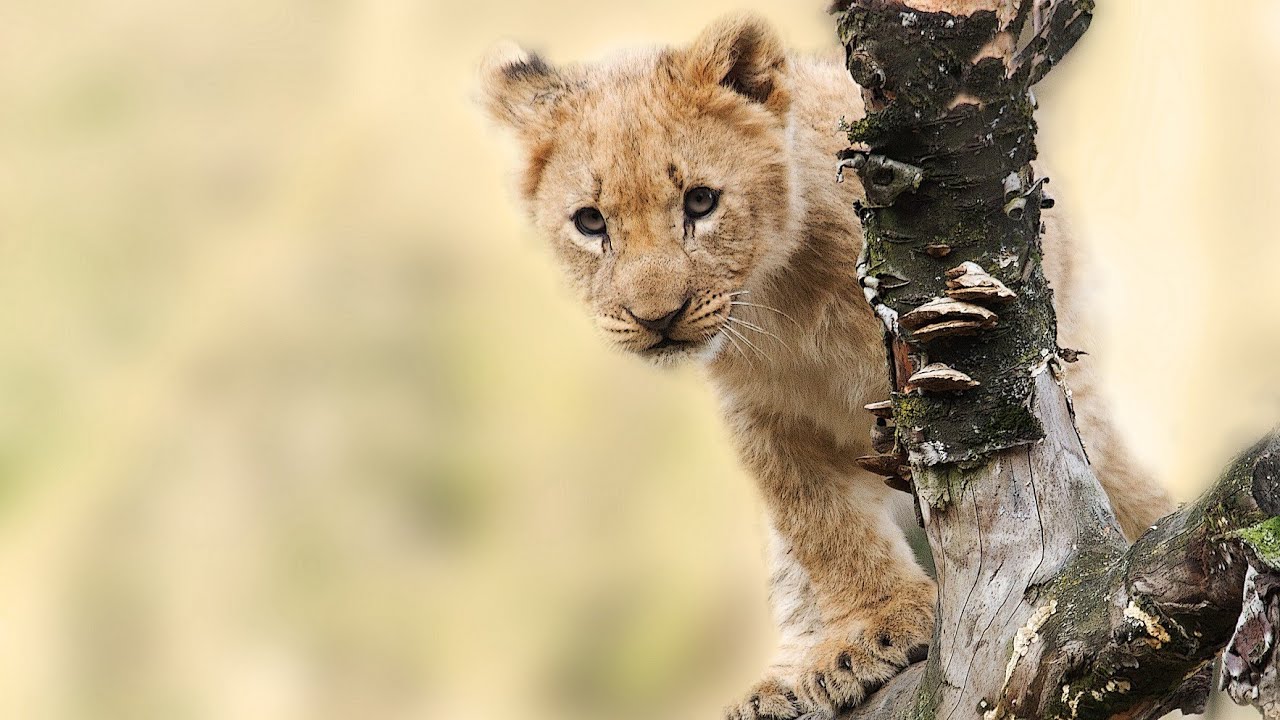 lion ❤️