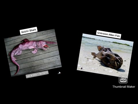unknown things under ocean|Interesting daily tiktok