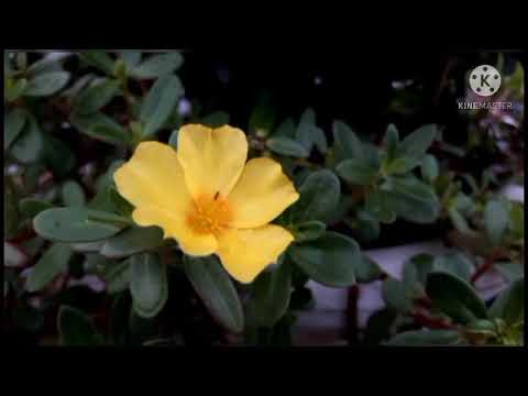 deep meditation relaxing music, fresh joyful music for stress free,meditation and relaxation music?