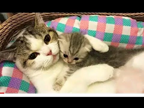 funny cats Change your Mind 2021