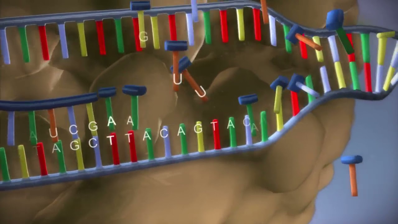 From DNA to protein - 3D
