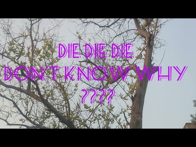 Broken poetry /// Die die die /// shiningsouldiary/// shiningneel