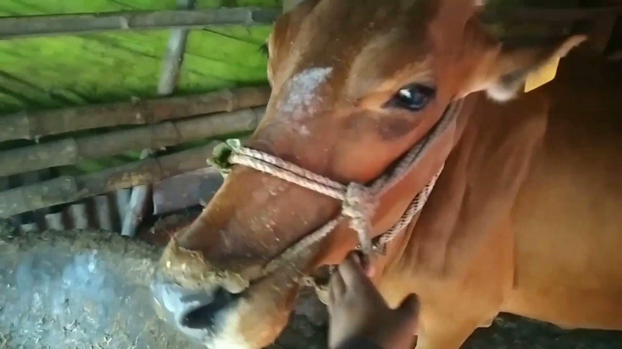 Funny cow , funny cow dance , funny cow videos , cow , crazy cow , cow video ,