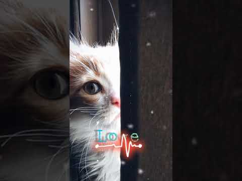 # new status 2021 , new full screen and hd love  status
