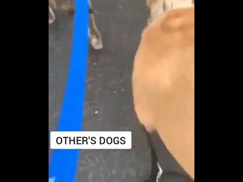 cute Dog- Funny dog video #1 | Cute Baby Animals SV