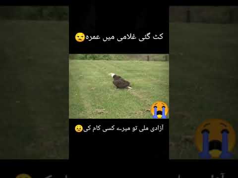 Eagle || ? || Loft || ? || Free || WhatsApp Status || Emotional || Video || #Short