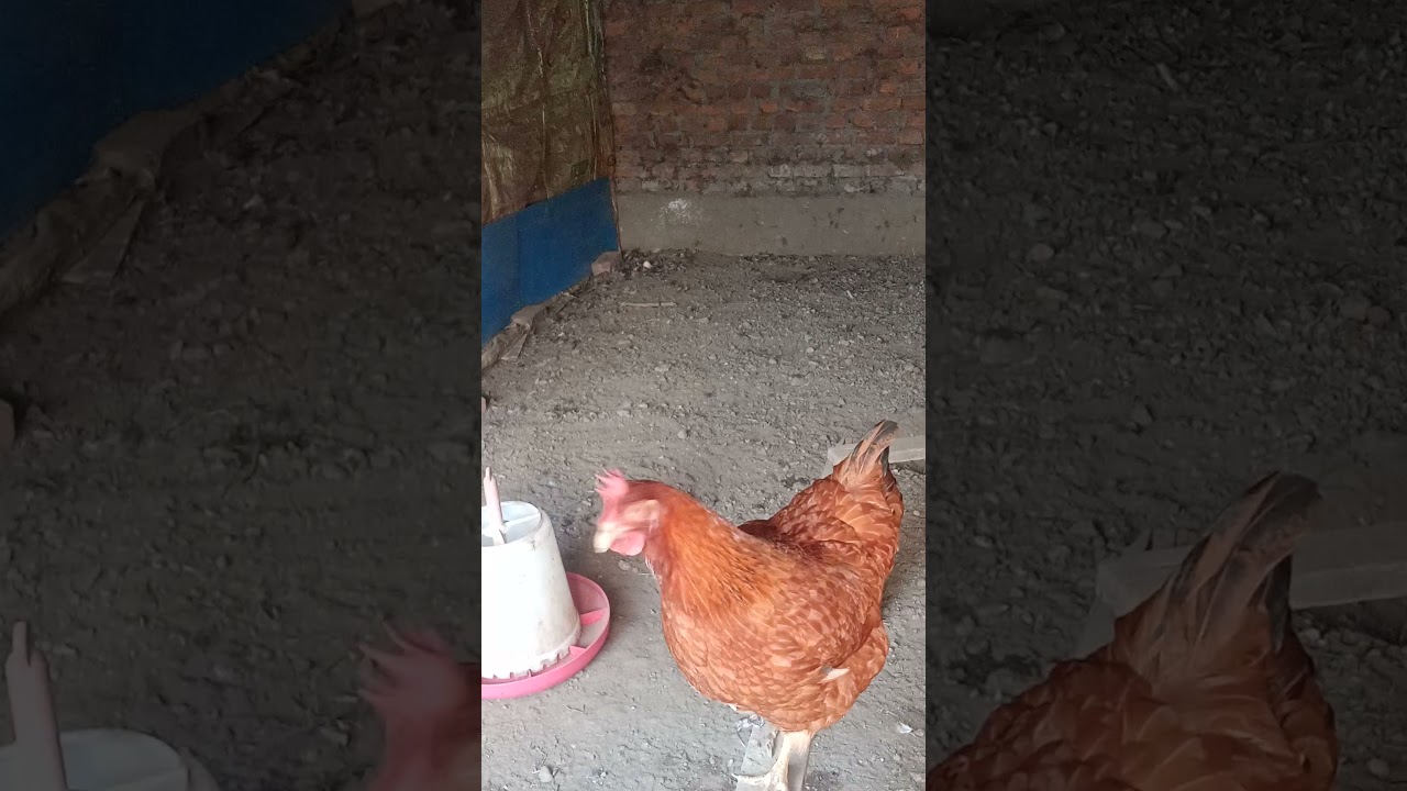 hen lovely voice ???(funny hen)#mantri