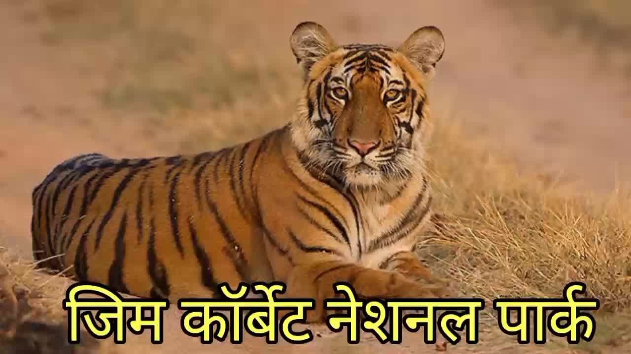 Jim Corbett National park in hindi || भारत का पहला राष्ट्रीय उद्यान। Jim Corbett National park