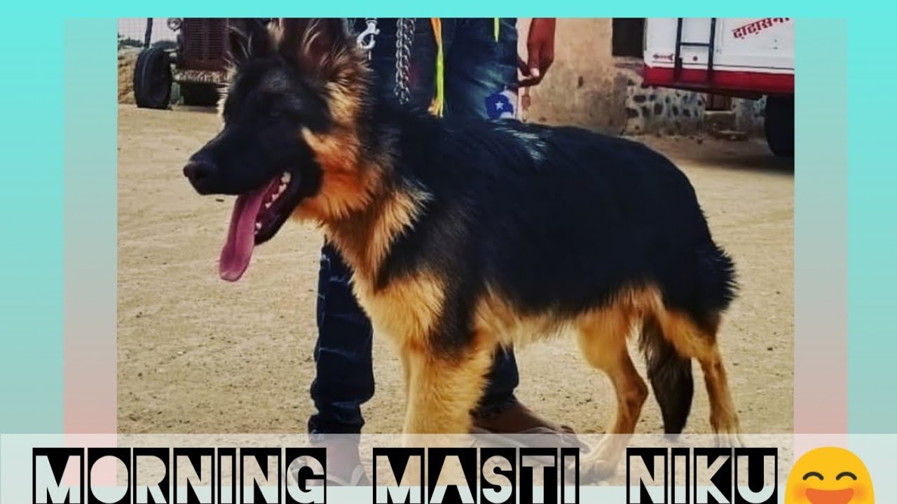 German shepherd masti niku ?